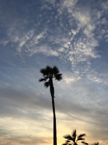 California palm tree